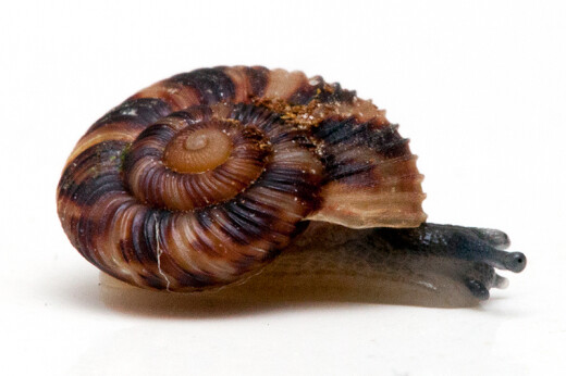 Anguispira strongylodes Florida